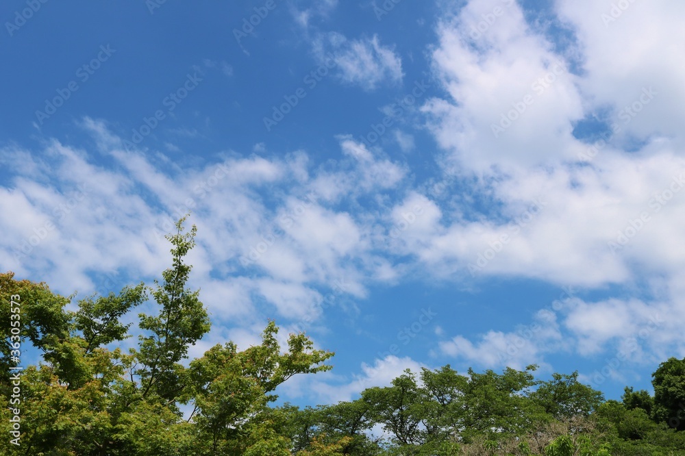 Obraz premium 緑 青空 爽やか 風景 