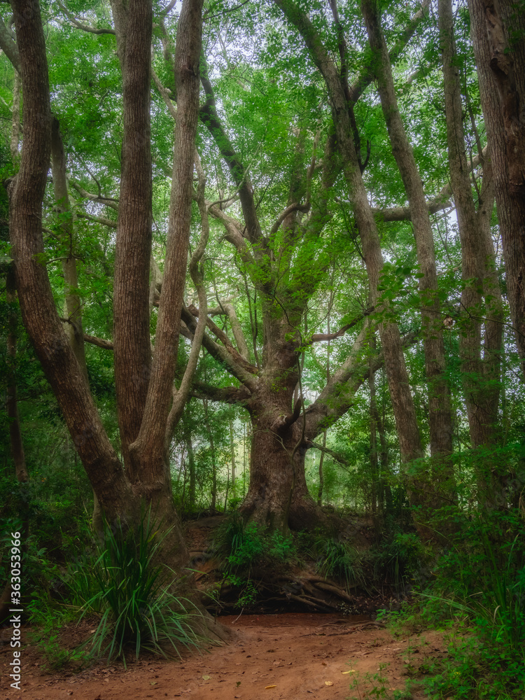 Fototapeta premium Giant Tree in Forest Vertical Mode
