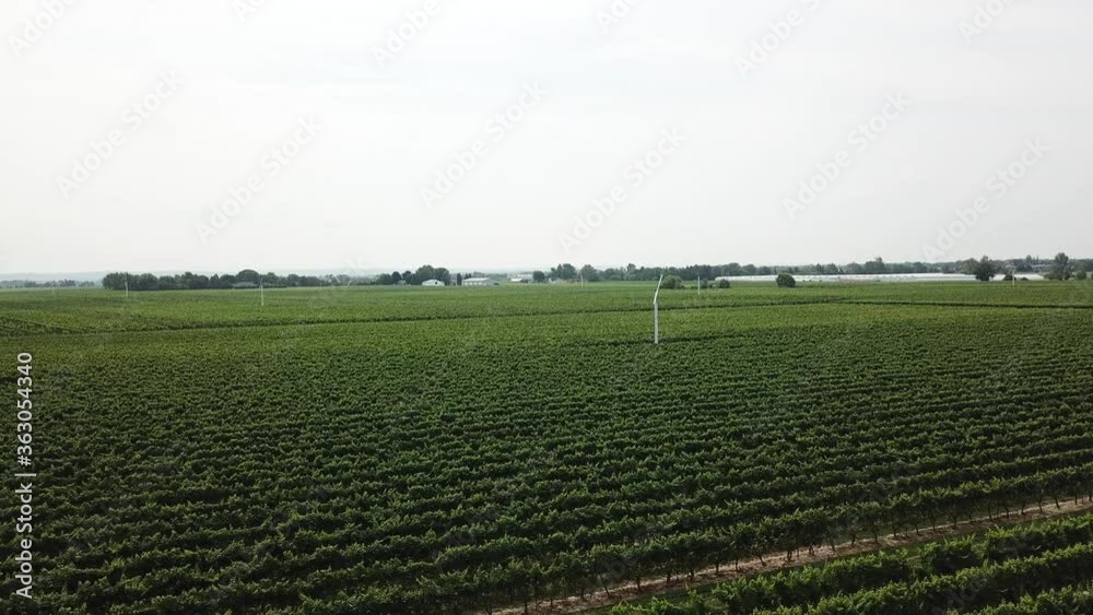 Drone Aerial View of Modern Vineyard Plantation. Green Grape Rows in Niagara on the Lake Wine Country, Canada Drone Aerial View of Modern Vineyard Plantation. Green Grape Rows in Niagara on the Lake Wine Country, Canada