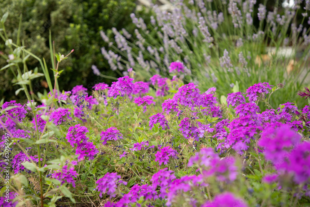 Pink Wildflowers and Lavender in Lush Garden