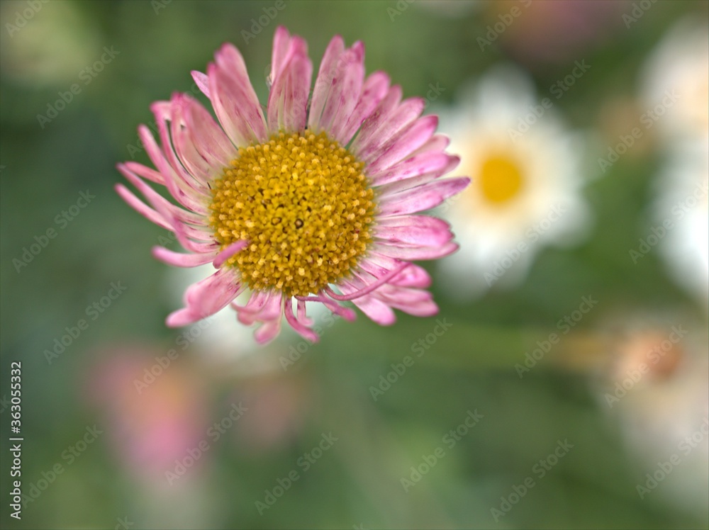 Obraz premium Closeup white pink Latin american fleabane flowers plants in garden (maxican fleabane) with green blurred background ,macro image ,sweet color for card design ,soft focus ,daisy in the garden