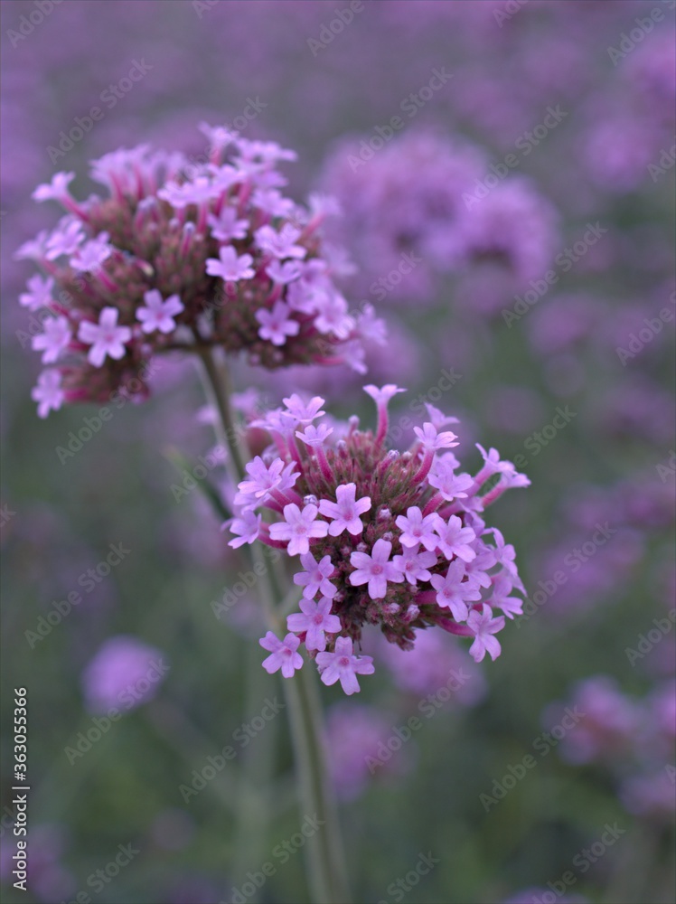 Closeup violet Purpletop vervain (common verbena) flowers plants in garden with colorful blurred background ,macro image ,sweet color for card design ,soft focus