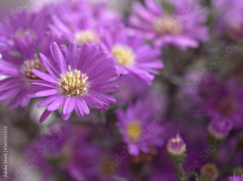 Closeup purple petals of aster  Chrysant hemum  flowers plants with soft focus and blurred background  sweet color for card design  violet flowers in the garden