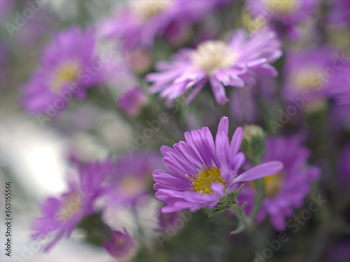 Closeup purple petals of aster  Chrysant hemum  flowers plants with soft focus and blurred background  sweet color for card design  violet flowers in the garden