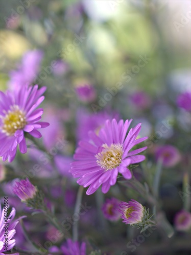 Closeup purple petals of aster  Chrysant hemum  flowers plants with soft focus and blurred background  sweet color for card design  violet flowers in the garden