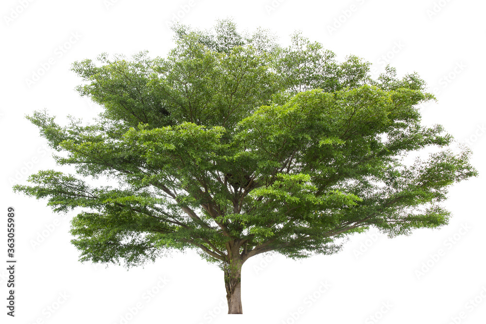 Fototapeta premium Beautiful green tree isolated on white.