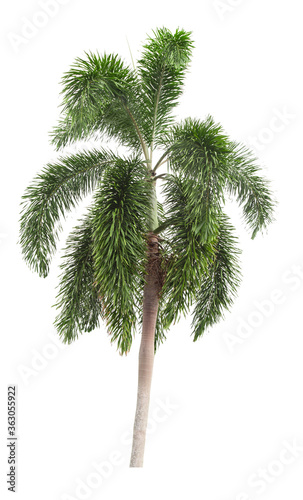 Beautiful green palm tree isolated on white. © gamjai