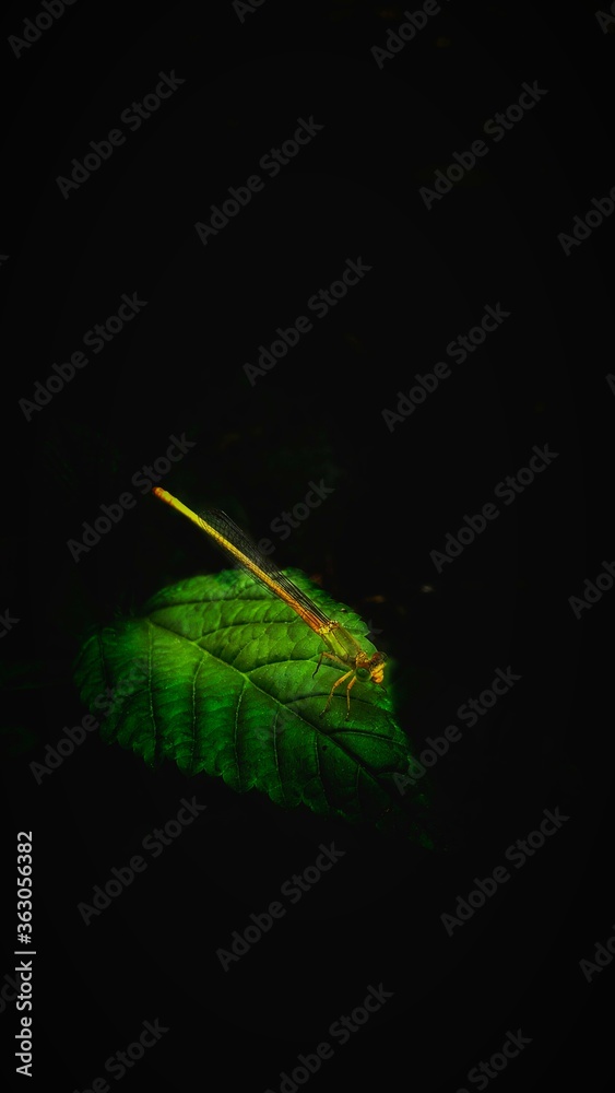 green leaf on black background nature 