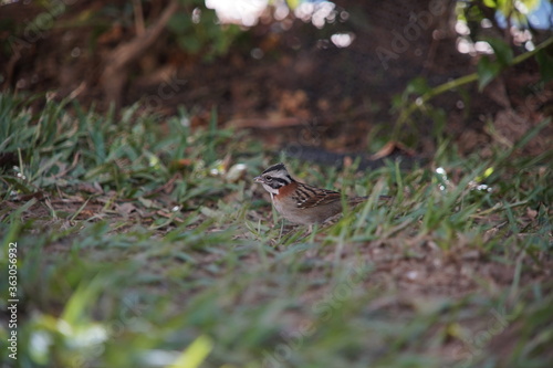Rufous-collared Sparrow Bird on the ground