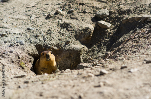 The Himalayan marmot (Marmota himalayana) peeping out of its burrow near Pangong Tso, Leh, India. photo