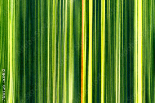 Closeup of backlit New Zealand Flax Flax blade leaf photo