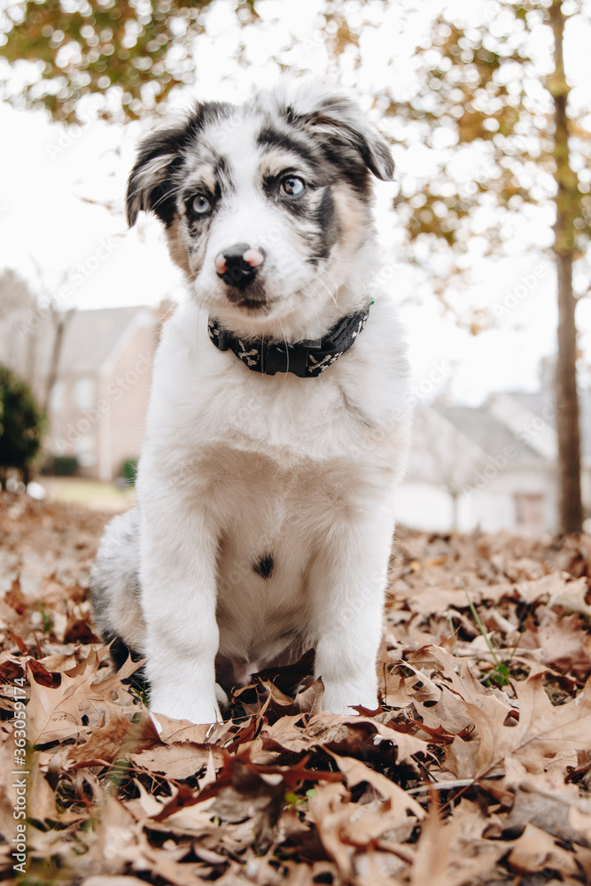 Australian Shepherd puppy Australian Shepherd puppy