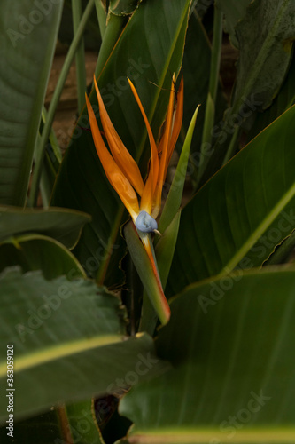 bird of paradise