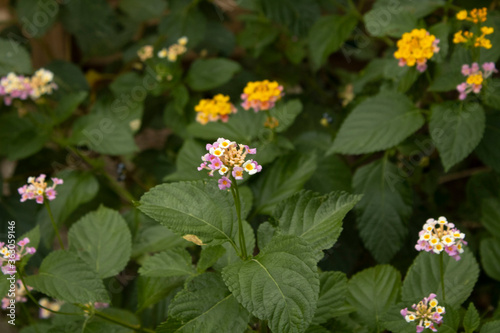 yellow and pink flowers in the garden