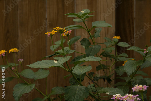 pink flowers in the garden