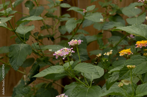 pink flowers in the garden