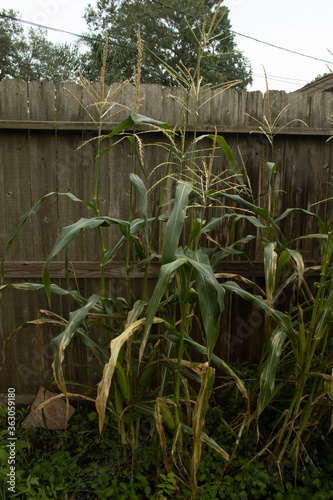 Corn by the fence