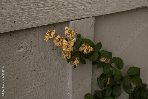 yellow roses on the wall