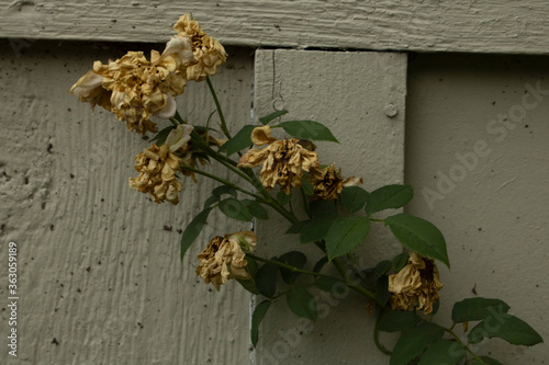 yellow flowers on the wall