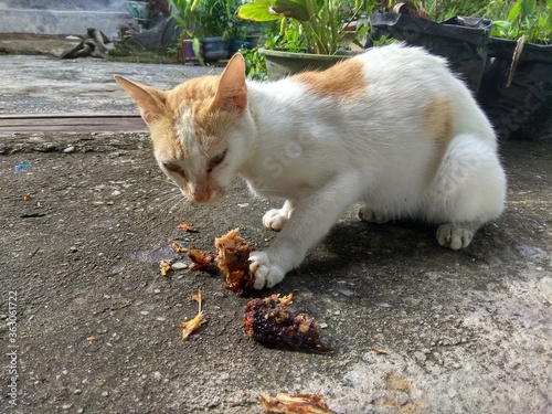 a white and orange striped stray cat is eating fish by the roadside