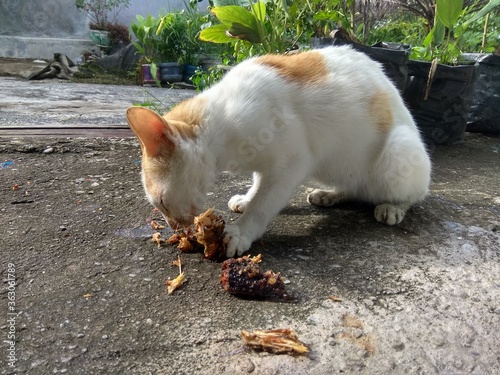 a white and orange striped stray cat is eating fish by the roadside