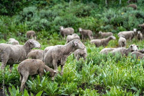 Herd of sheep grazing along the Teton Pass near the Idaho and Wyoming state border