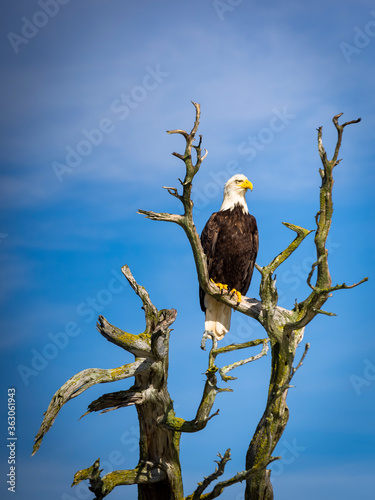 Majestic Bald Eagle photographed around the southern Gulf Islands of British Columbia, Canada.