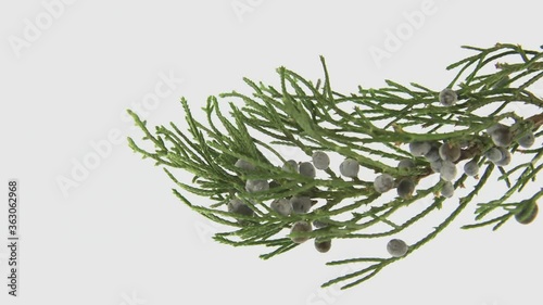 Juniper branch photo