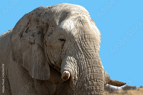 Nachaufnahme Elefant im Etosha-Nationalpark in Namibia