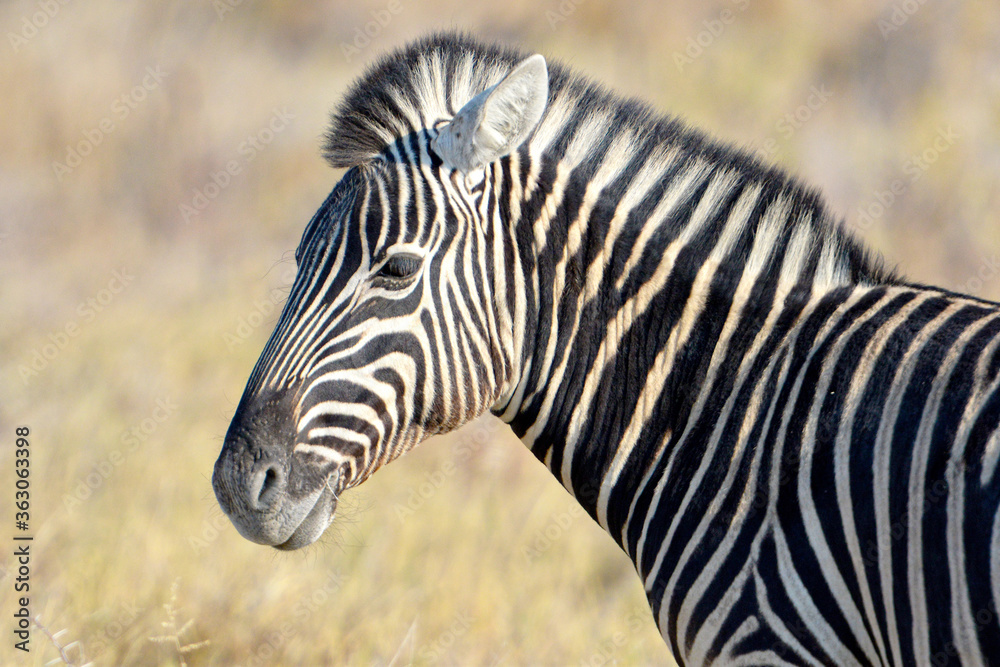 Zebras im Etosha-Nationalpark in Namibia Zebras im Etosha-Nationalpark in Namibia