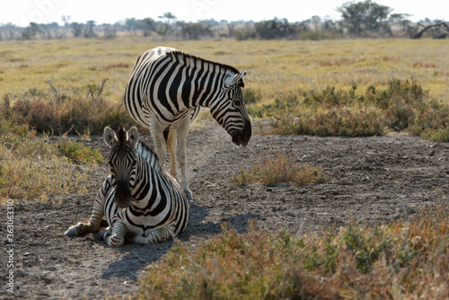 Zebras im Etosha-Nationalpark in Namibia