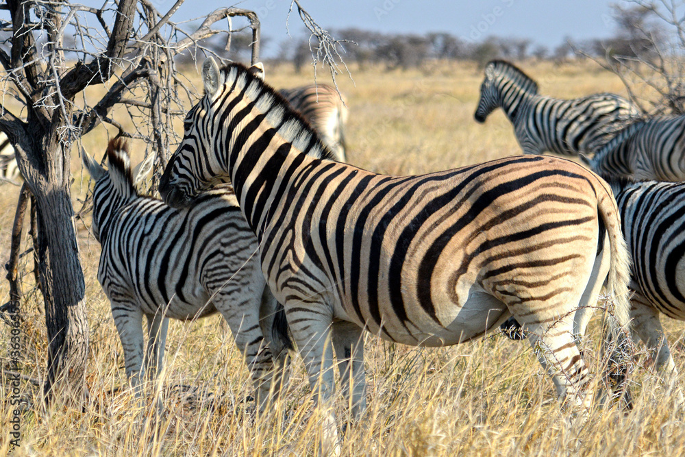 Obraz premium Zebras im Etosha-Nationalpark in Namibia