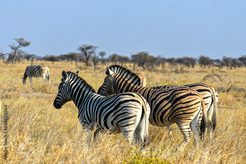 Obraz premium Zebras im Etosha-Nationalpark in Namibia