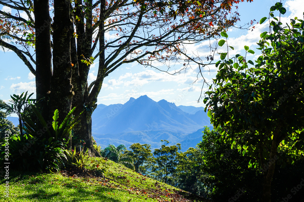 View between trees on a hill, to blue mountain range, and cloudy blue sky in the background. Scenic Rim, Border Ranges, Queensland, Australia.