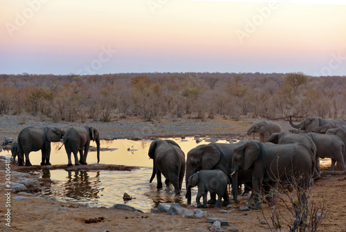 Elefanten in der Abenddämmerung am Wasserloch im Etosha-Nationalpark in Namibia