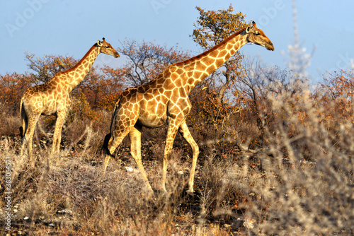 Afrikanische Giraffen im Etosha-Nationalpark in Namibia