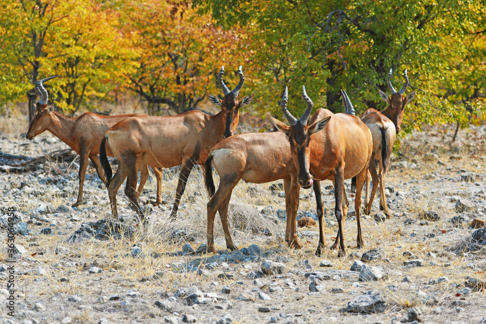 Kuhantilopen im Etosha-Nationalpark in Namibia Kuhantilopen im Etosha-Nationalpark in Namibia