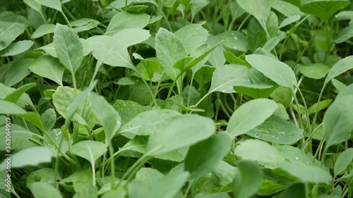 Wallpaper Mural green kale vegetable plant in garden Torontodigital.ca