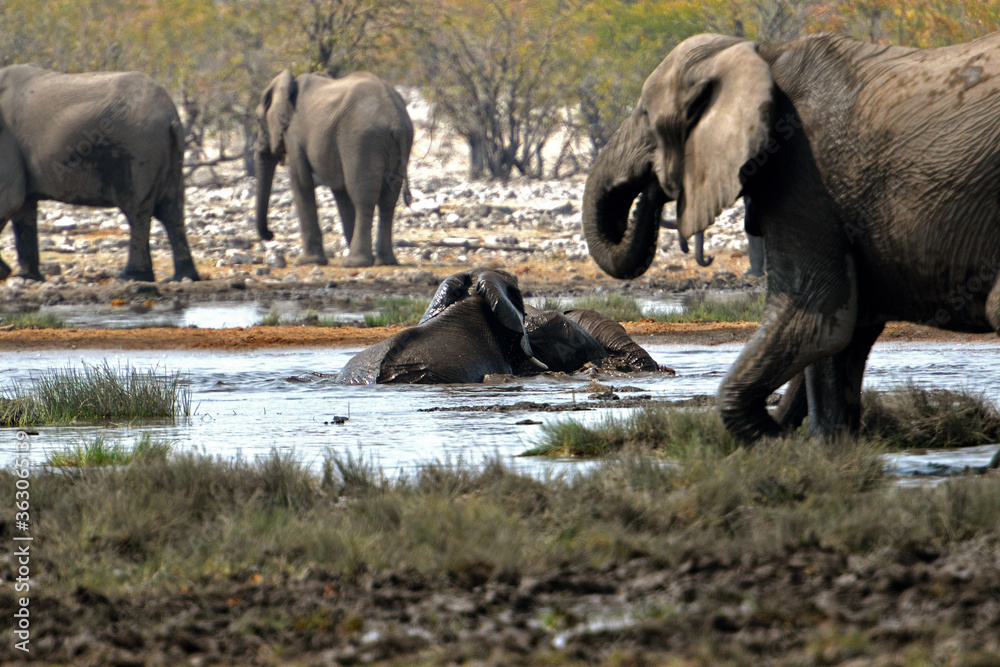 Fototapeta premium Elefantenherde raufend und badend im Etosha-Nationalpark in Namibia