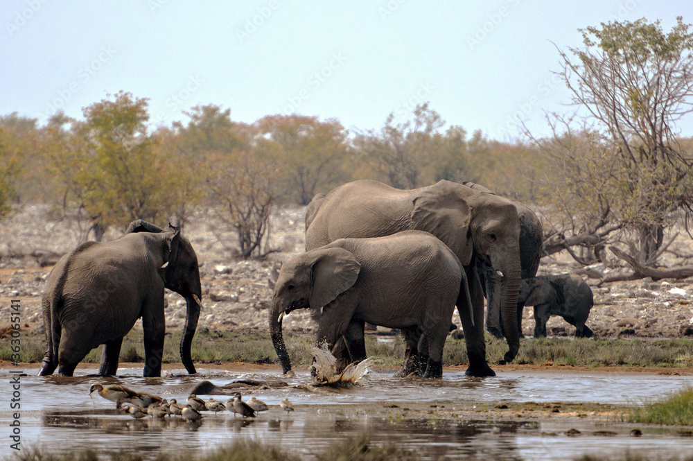 Elefantenherde raufend und badend im Etosha-Nationalpark in Namibia Elefantenherde raufend und badend im Etosha-Nationalpark in Namibia
