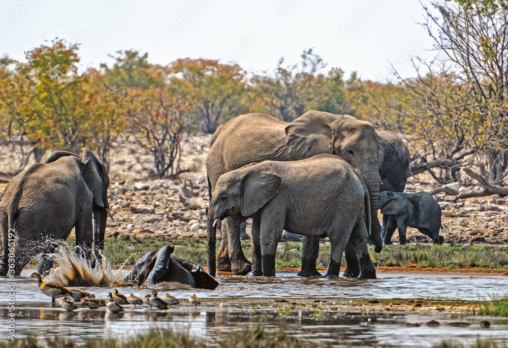 Obraz premium Elefantenherde raufend und badend im Etosha-Nationalpark in Namibia