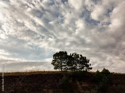 tree - landscape - sky