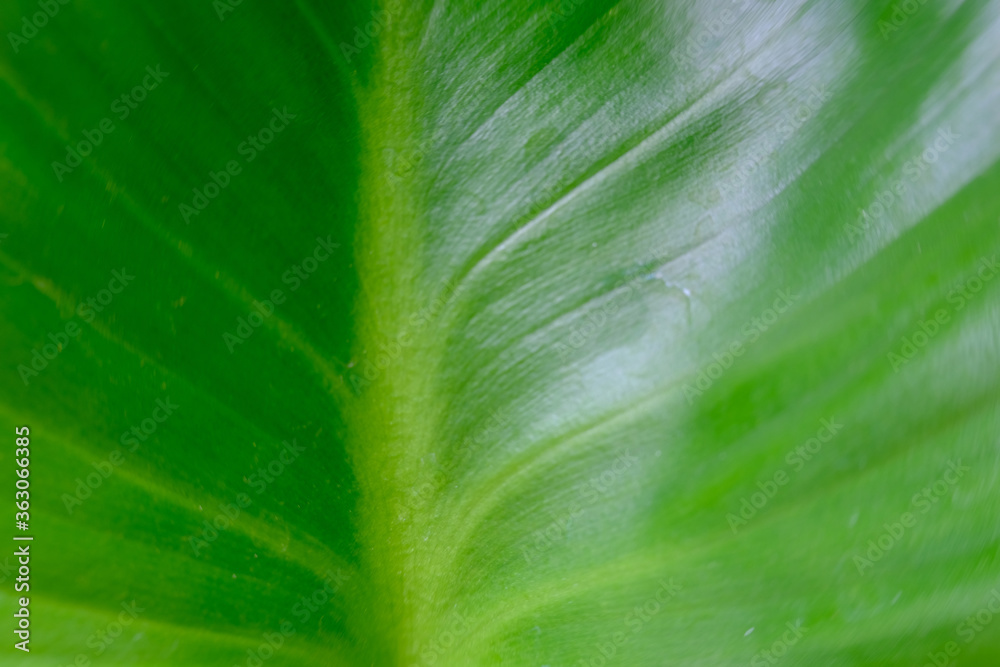 close up waterproof on green and natural background close up waterproof on green and natural background