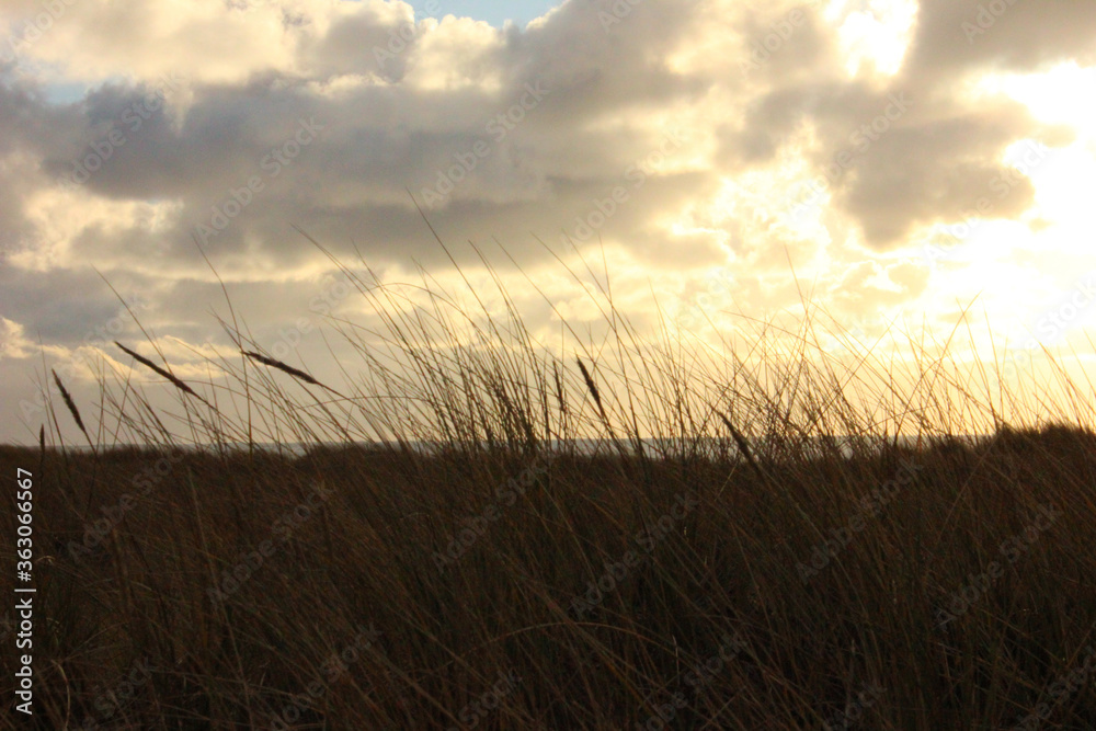 Fototapeta premium Grass at Sunset at Pacific Ocean Beach