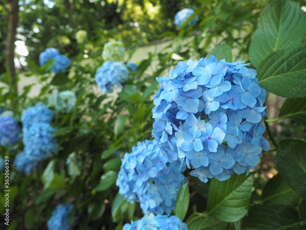 the beautiful Hydrangea garden
in japan
the beautiful Hydrangea garden
in japan
