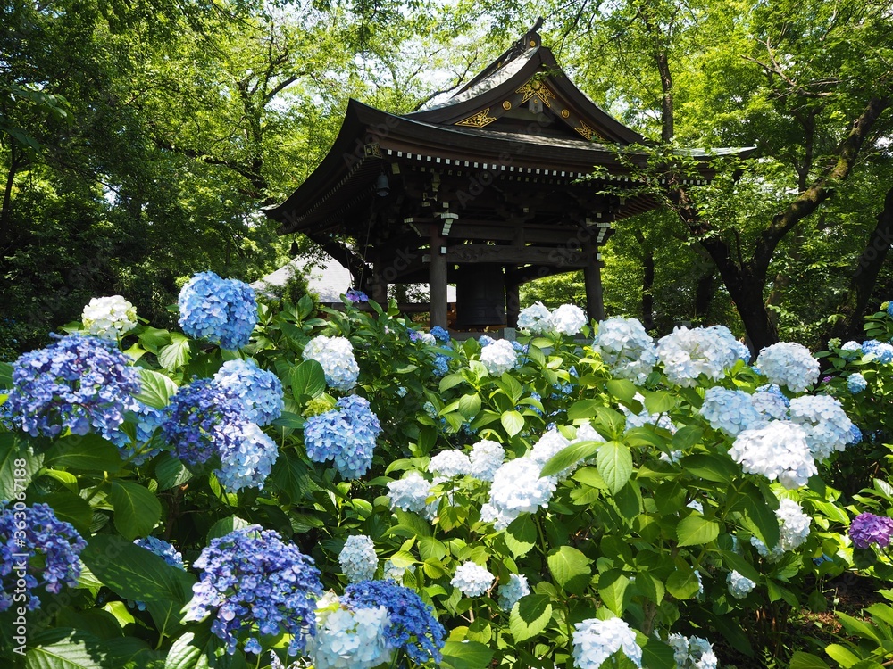 the beautiful Hydrangea garden
in japan
the beautiful Hydrangea garden
in japan