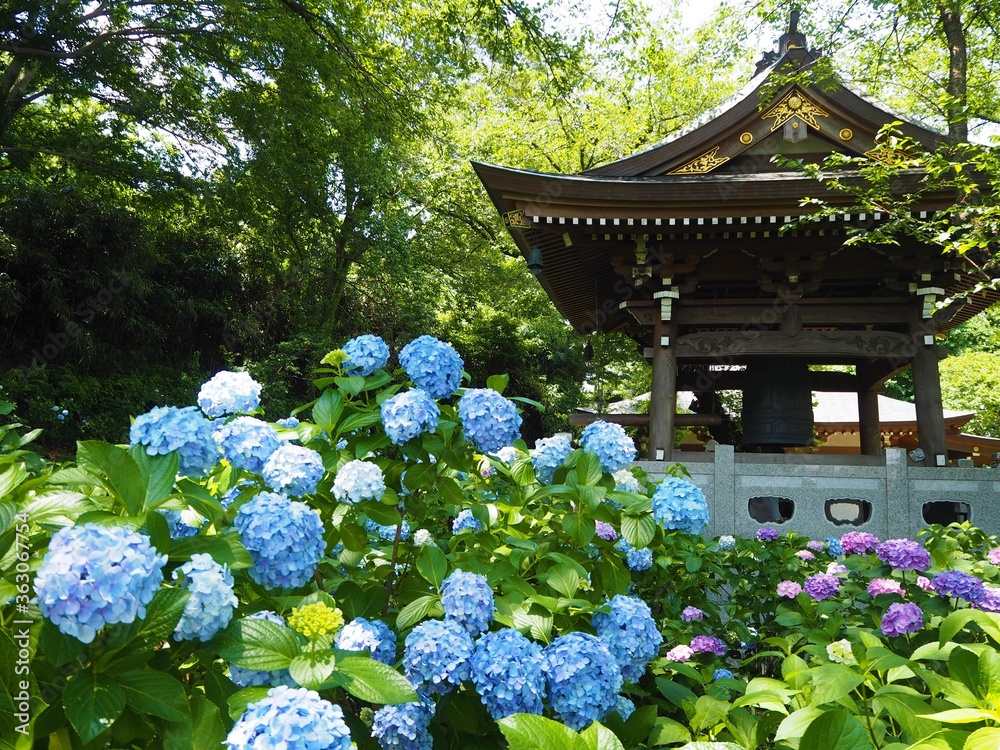 the beautiful Hydrangea garden
in japan
the beautiful Hydrangea garden
in japan