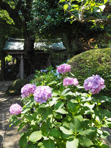 the beautiful Hydrangea garden in japan 