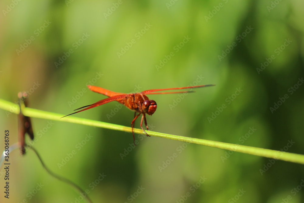 Red Dragonfly on Pond Red Dragonfly on Pond