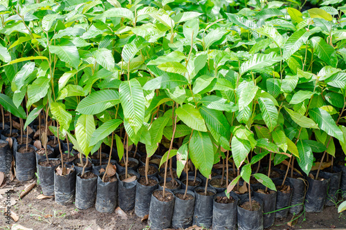 Obraz na płótnie Seedlings prepared for replanting forests
